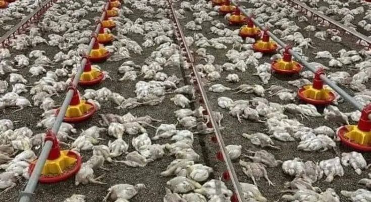 God Abego Netizens React To Mysterious Death Of Farm Chickens Ikeja Bird   InShot 20230120 192534990 735x400 