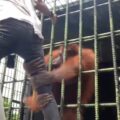 Orangutan makes zoo visitor rethink his life's choices.