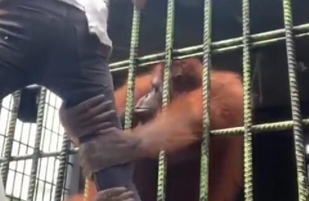 Orangutan makes zoo visitor rethink his life's choices.