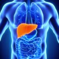 What is life? It depends on the Liver: You can't afford to shut down that factory! | Ikejabird.com