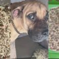 Animals dey in human form: Netizens react to man feeding his dogs expensive food| Ikejabird.com