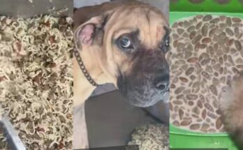 Animals dey in human form: Netizens react to man feeding his dogs expensive food| Ikejabird.com