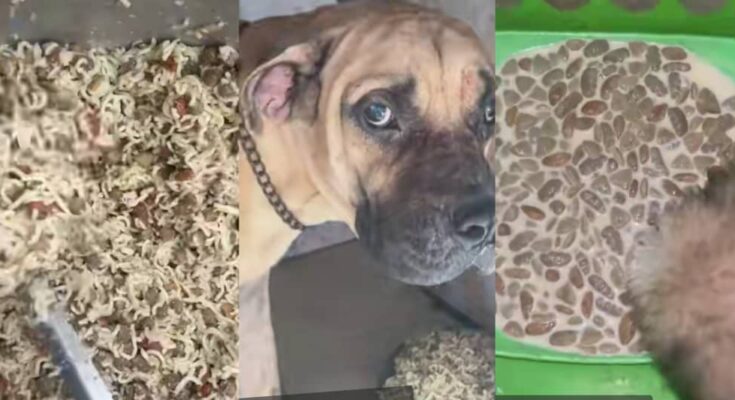 Animals dey in human form: Netizens react to man feeding his dogs expensive food| Ikejabird.com
