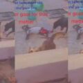 Dogs sef do Easter: Dogs devour live goat on Easter day | Ikejabird.com