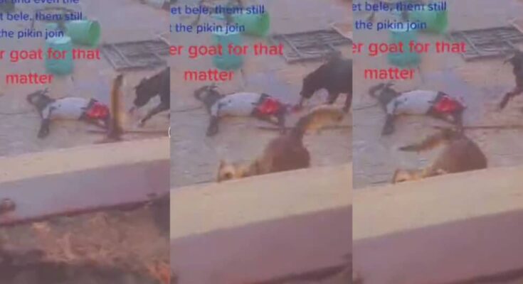 Dogs sef do Easter: Dogs devour live goat on Easter day | Ikejabird.com