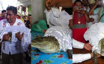 Why tie the mouth of the bride: mexican mayor marries female reptile:ikejabird.com