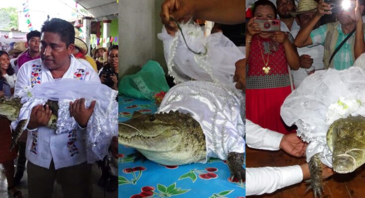 Why tie the mouth of the bride: mexican mayor marries female reptile:ikejabird.com