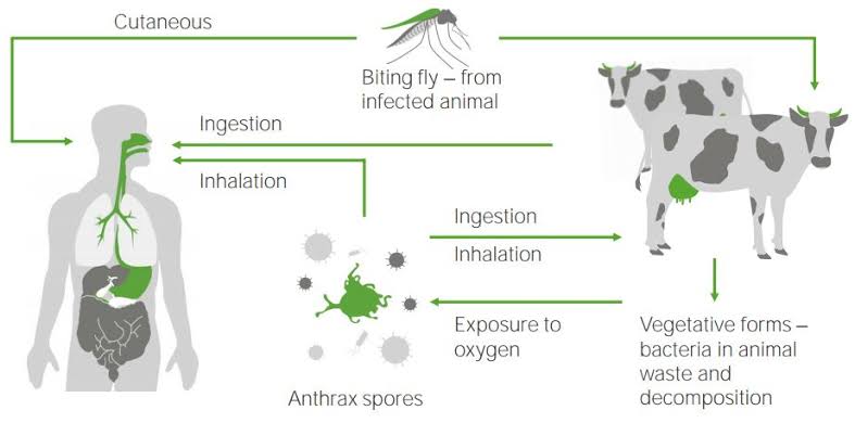 Anthrax What You Need To Know About The Deadly Disease Ikeja Bird   Images 8 