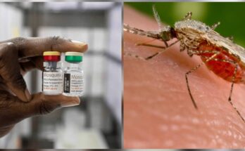 Everything to know about malaria new vaccine approved by WHO:IKEJABIRD.COM