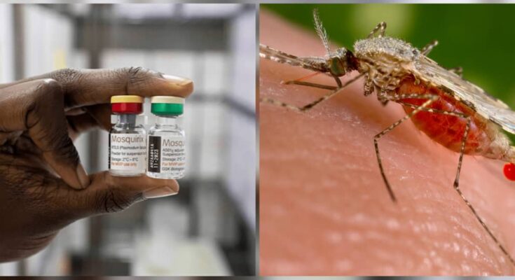 Everything to know about malaria new vaccine approved by WHO:IKEJABIRD.COM